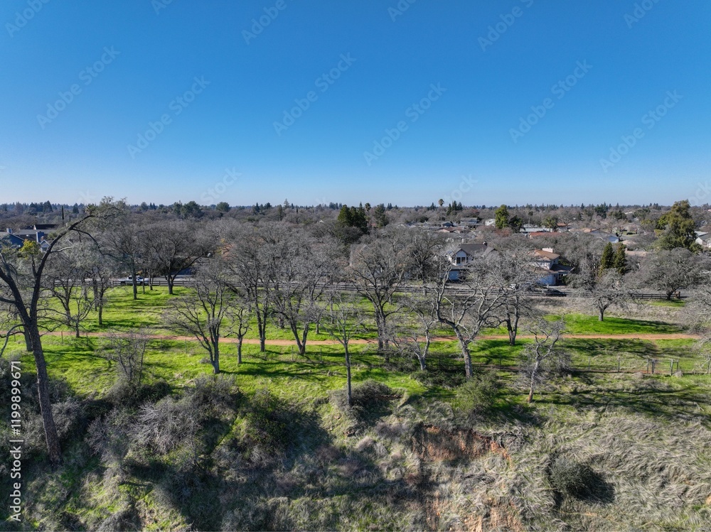 vineyard