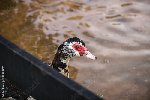 Muscovy Duck - Cairina moschata, wild duck or wild duck, raised on a farm, guard bird on farms in Minas Gerais, Brazil. photo