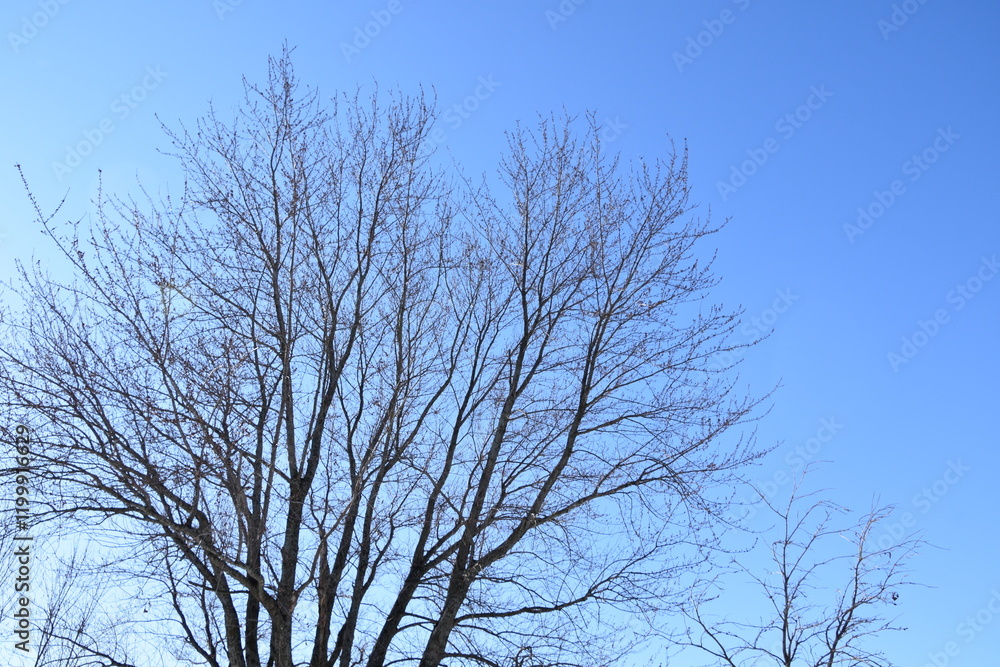 Blue Sky Bare Tree