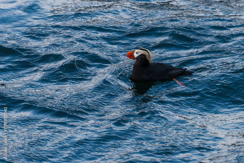 Tufted puffin (Fratercula cirrhata) swimming in the Pacific Ocean in Souteast Alaska. USA.