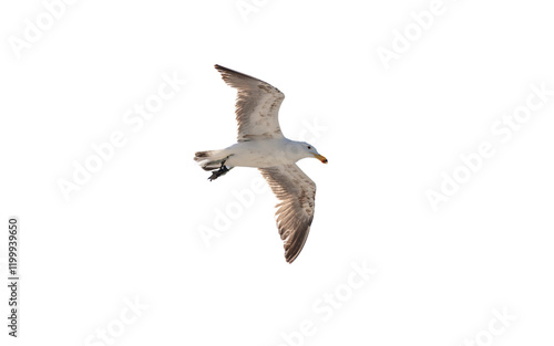 Seagull, Hartlaub Gull flying isoalted on white transparent, under view