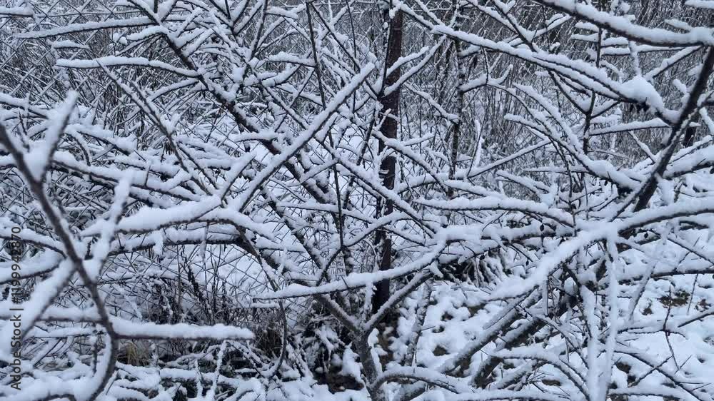 Snow-covered trees and plants in a frosty winter scene Snow-covered trees and plants in a frosty winter scene