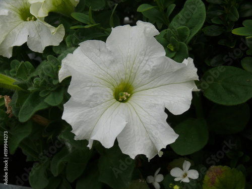 A white petunia (Petunia × atkinsiana (Sweet) D.Don ex W.H.Baxter) among leaves photo