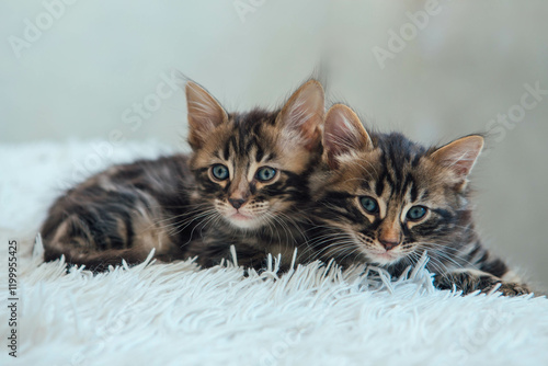 Cute two bengal one month old kittens on the white fury blanket close-up. photo