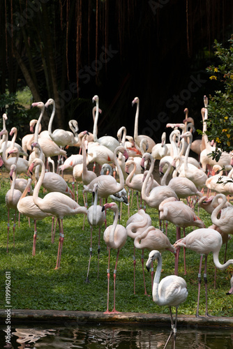 Photography group of flamingos
