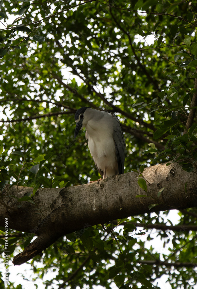 Fototapeta premium black-crowned night heron (Nycticorax nycticorax) in tree looking at the camera