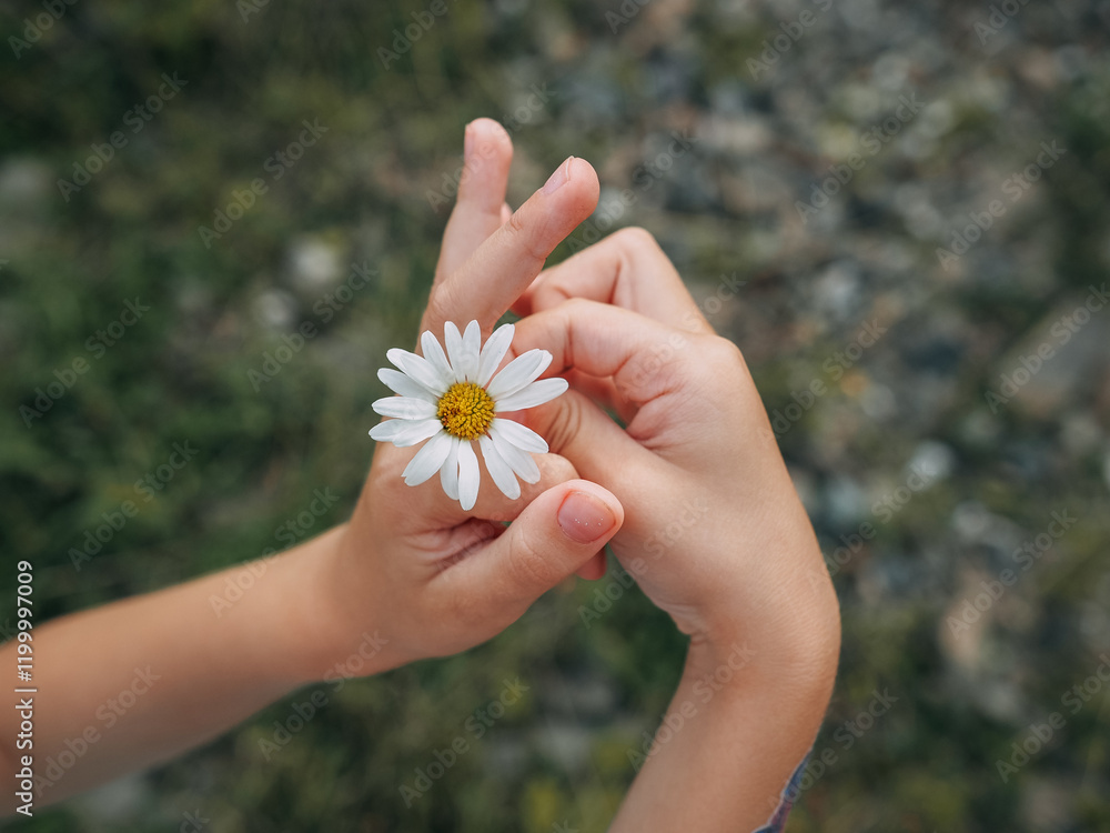 A white chamomile flower in the hands of a small child. Macro A white chamomile flower in the hands of a small child. Macro