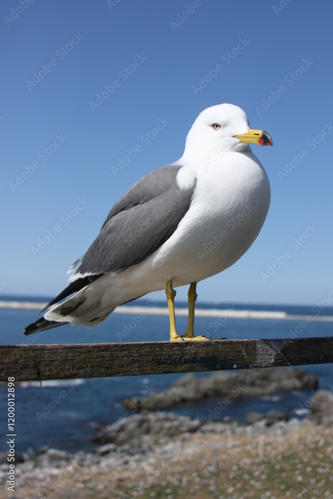 Obraz premium seagull on the beach