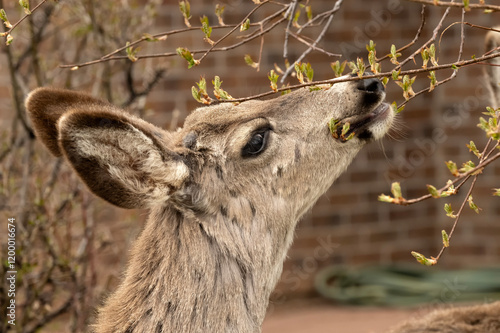 Mule deer (Odocoileus hemionus) browsing in yard; Laramie, Wyoming