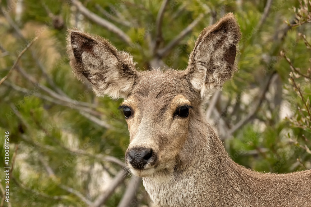 Fototapeta premium Mule deer (Odocoileus hemionus) browsing in yard; Laramie, Wyoming