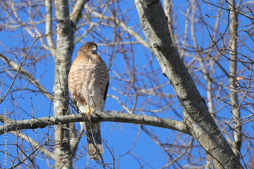 Hawk perched on a tree branch under blue sky Hawk perched on a tree branch under blue sky