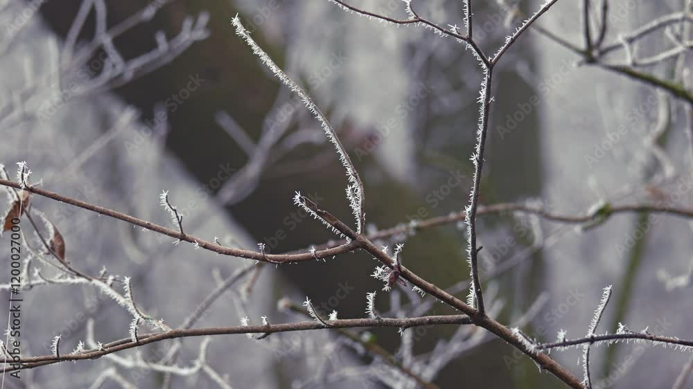Ice covered frozen tree branches during winter, in a fog covered forest Ice covered frozen tree branches during winter, in a fog covered forest