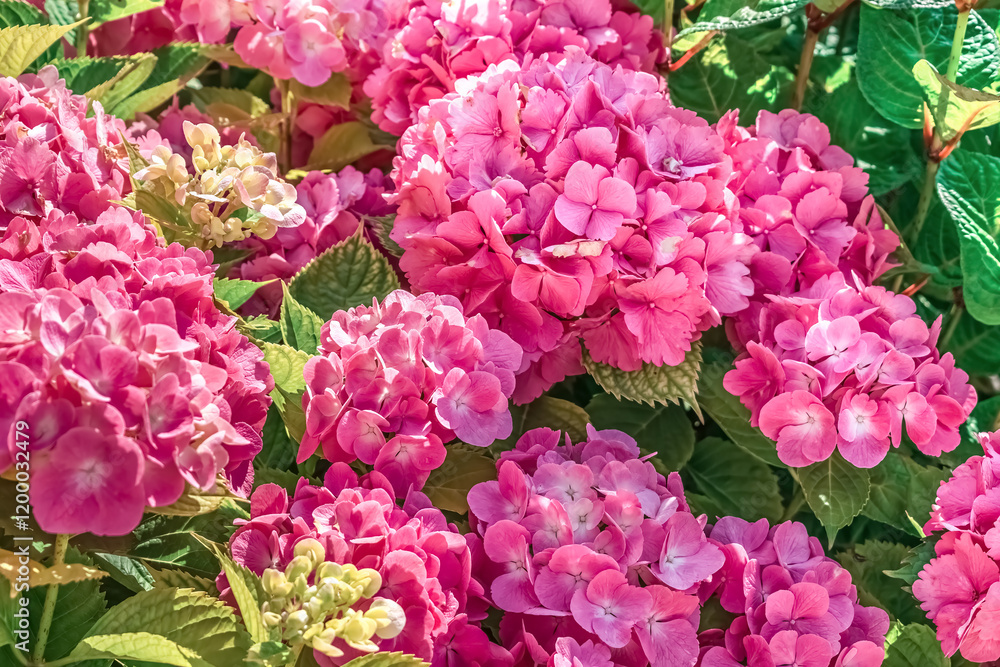Close-up of vibrant pink Hydrangea macrophylla flowers in full bloom, creating a stunning floral display. Lush green leaves complement the vivid blossoms, adding to the beauty of this ornamental plant Close-up of vibrant pink Hydrangea macrophylla flowers in full bloom, creating a stunning floral display. Lush green leaves complement the vivid blossoms, adding to the beauty of this ornamental plant