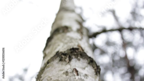 Wallpaper Mural A pine tree branch wobbles in the woods. Torontodigital.ca