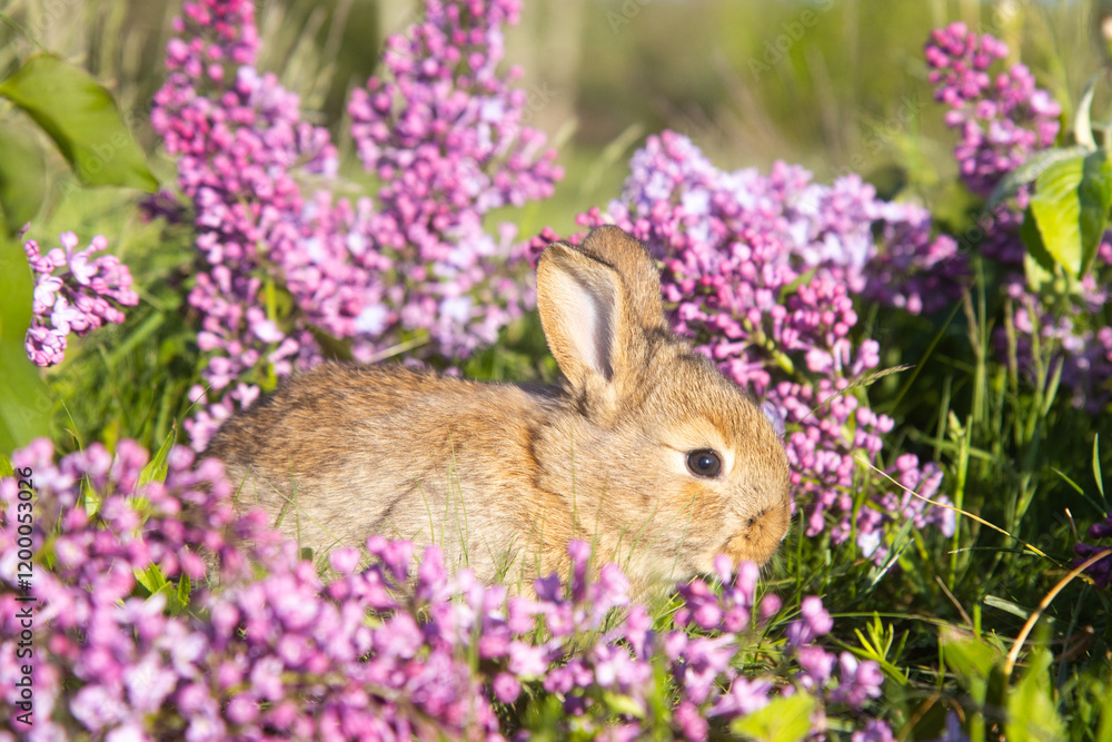 Fototapeta premium beautiful rabbit among spring lilac flowers