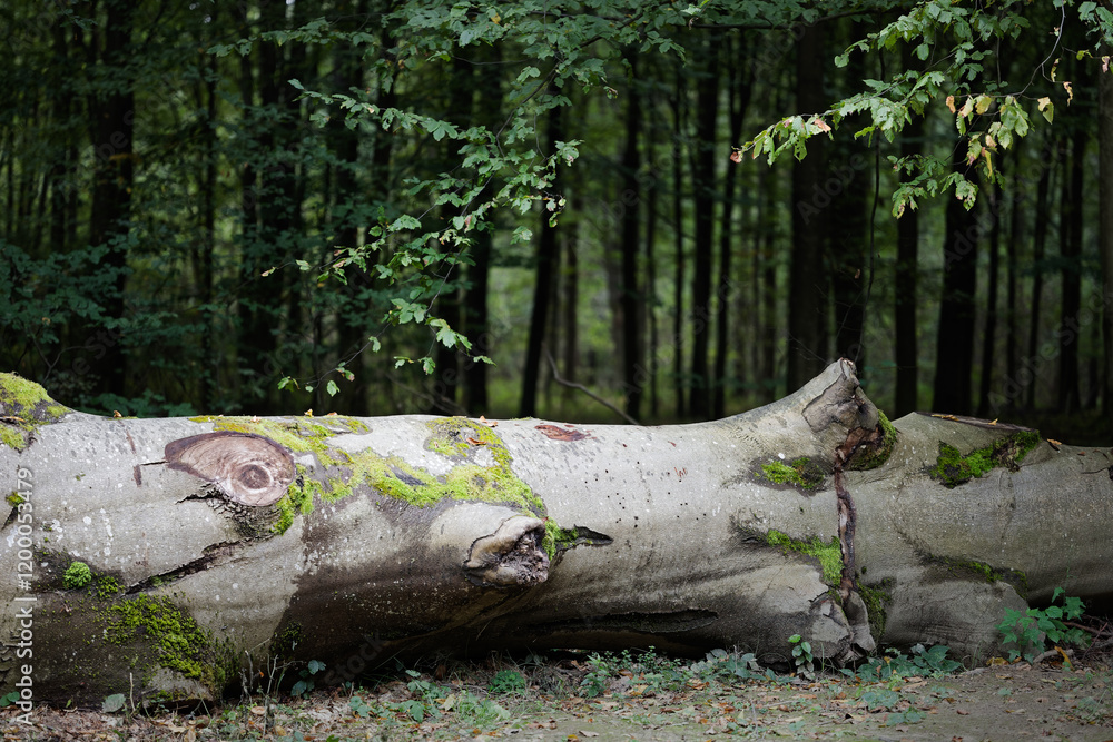 Fototapeta premium Huge fallen beech tree log in the forest.