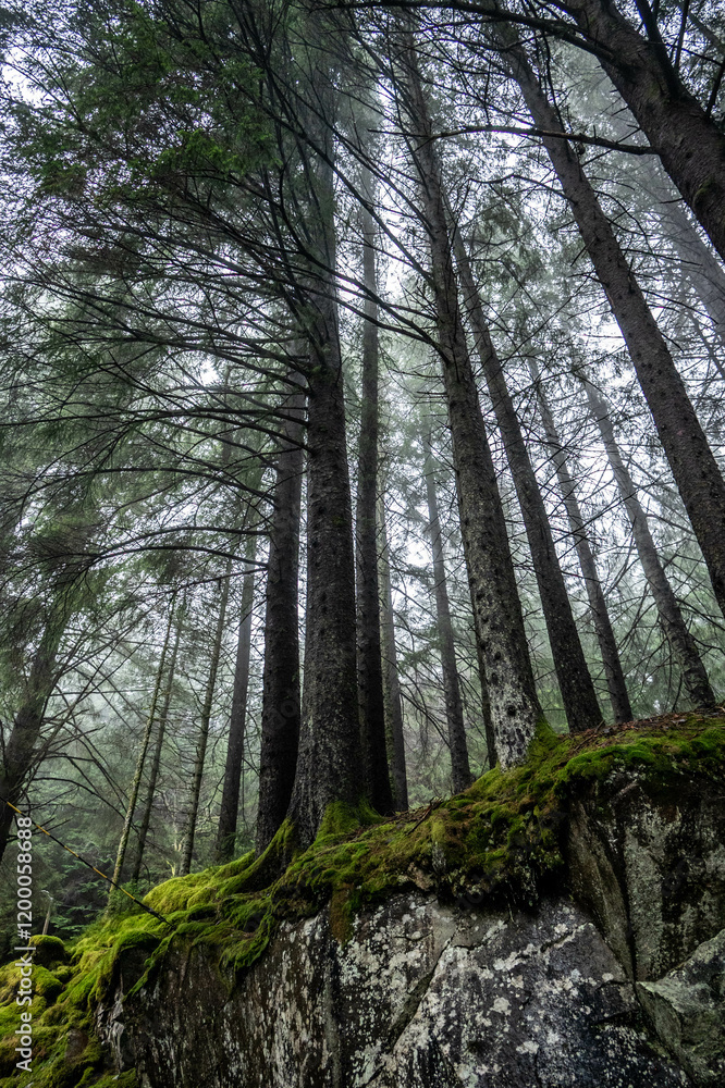 Obraz premium the mystic woods around Bergen, Norway