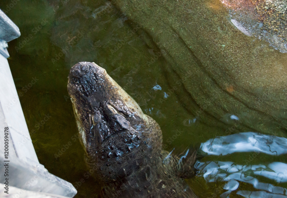 Fototapeta premium Head of nile crocodile in the oceanarium pool.Top view.