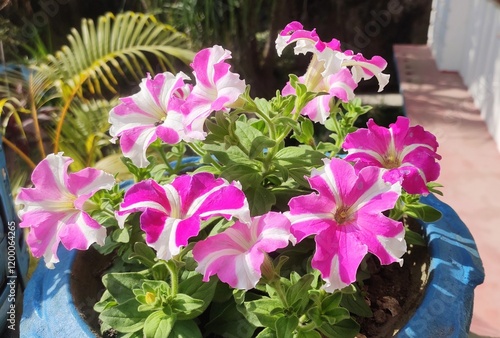 Garden flowering plant - Petunia. Color -magenta with white lines. photo