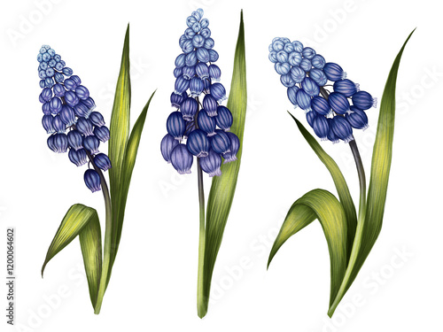 Quadro em tela Set of 3 watercolor muscari flowers