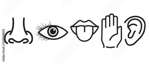 Human senses organ icon, vector set. Five senses vector, icon set isolated on white background. Collection of nose, ear, tongue, eye, skin silhouette. Vector illustration.