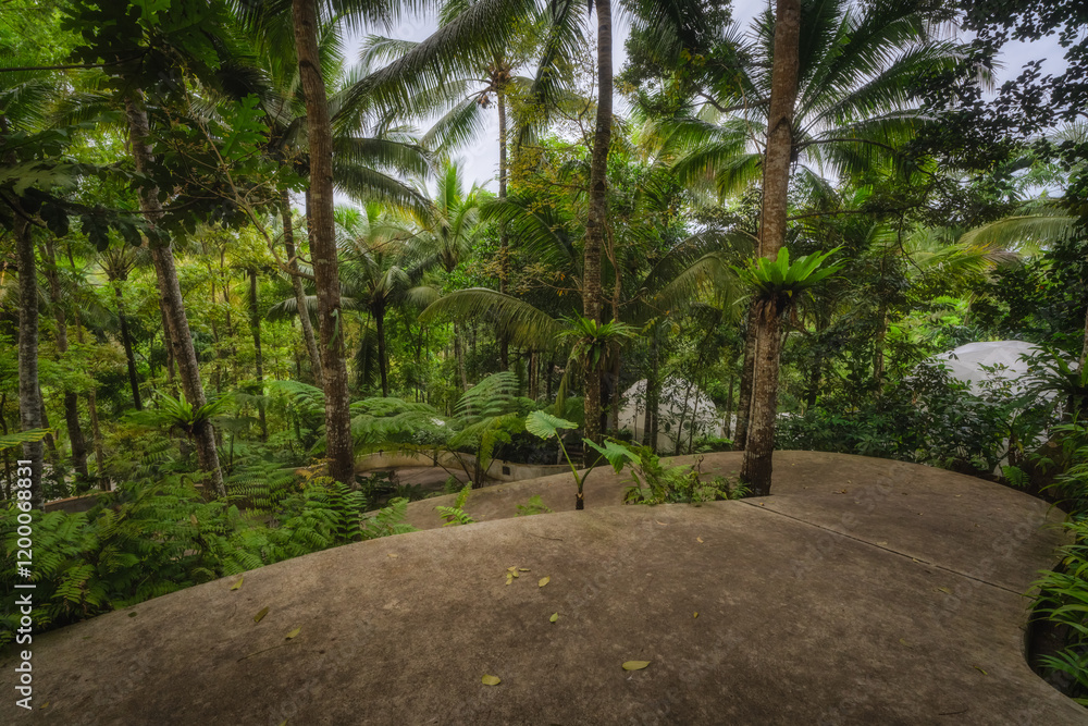 A winding path through a lush, vibrant forest showcases the stunning beauty of nature and offers a deep sense of tranquility to all who wander along its serene route, East Java, Indonesia A winding path through a lush, vibrant forest showcases the stunning beauty of nature and offers a deep sense of tranquility to all who wander along its serene route, East Java, Indonesia