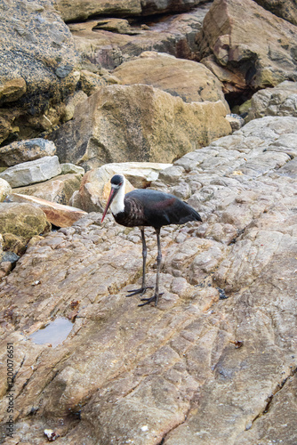 A African woolly-necked stork or African woolyneck searching for pieces of fish left by fishermen on a fishing location at Uvongo in Margate, South Africa.  photo