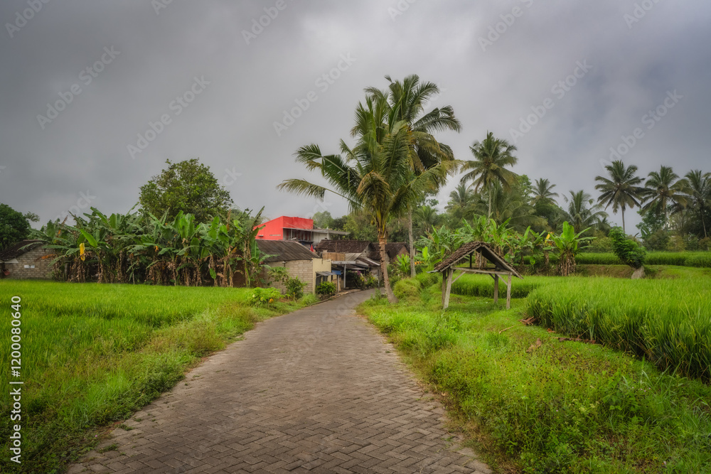 Fototapeta premium A tranquil path winds through vibrant rice fields and swaying palm trees, leading to a charming house under overcast skies, blending nature and harmony, East Java, Indonesia
