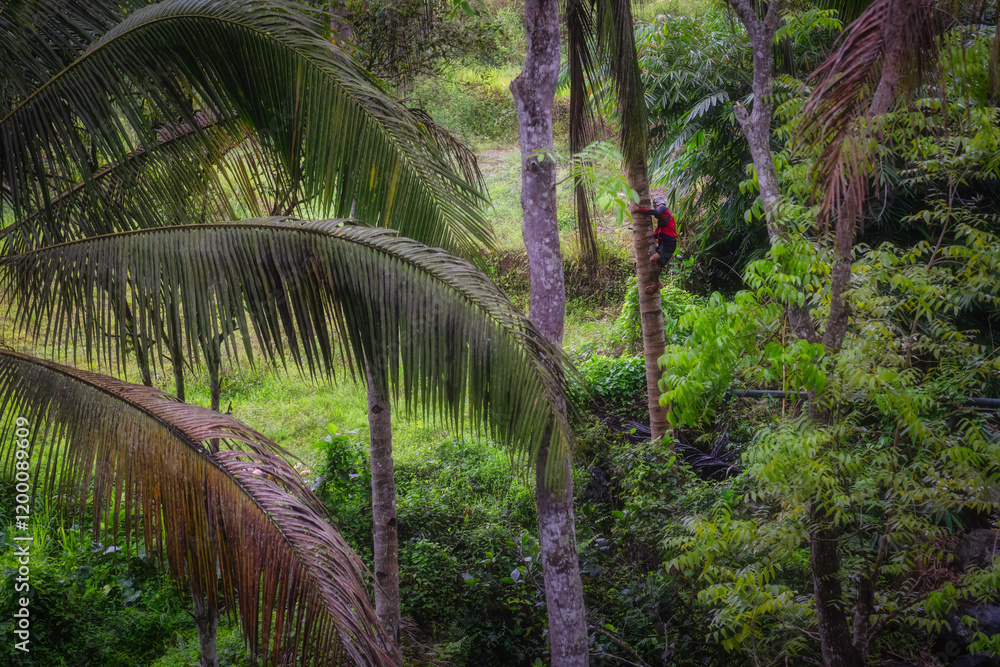 A stunning tropical forest scene features worker on towering coconut palm tree surrounded by vibrant, lush green foliage, beautifully showcasing the exquisite diversity of nature, East Java, Indonesia