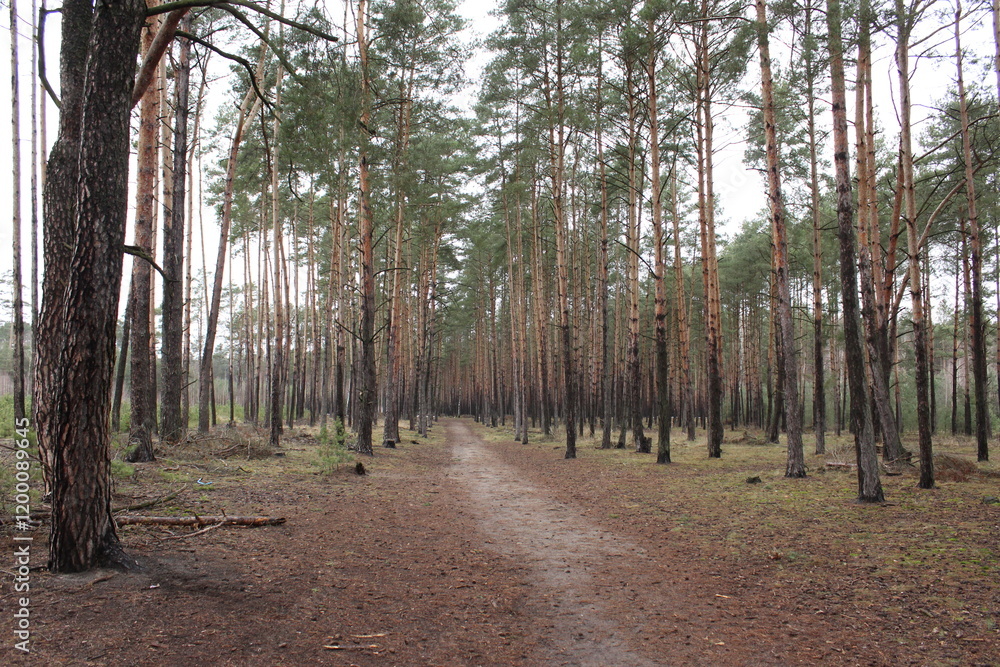 Pine forest in the evening on the outskirts of the city Pine forest in the evening on the outskirts of the city