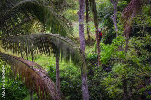 Obraz na płótnie A stunning tropical forest scene features worker on towering coconut palm tree surrounded by vibrant, lush green foliage, beautifully showcasing the exquisite diversity of nature, East Java, Indonesia w salonie