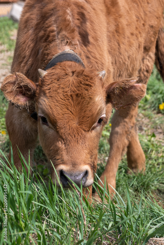 Close-up of a young brown calf grazing on fresh green grass outdoors. Close-up of a young brown calf grazing on fresh green grass outdoors.