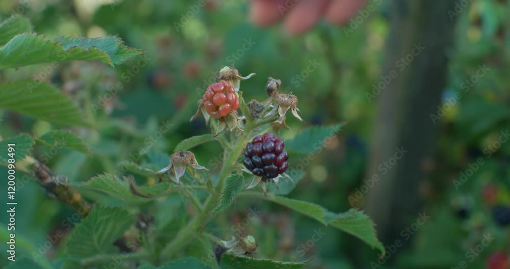 A woman carefully picks ripe blackberries in a lush garden. Sunlight streaming through the leaves of a blackberry bush. A woman picks ripe blackberries from a bush in her garden. A woman carefully picks ripe blackberries in a lush garden. Sunlight streaming through the leaves of a blackberry bush. A woman picks ripe blackberries from a bush in her garden.
