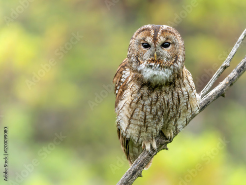 Alaca Baykuş • Tawny Owl