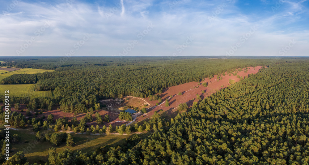 Aerial view of heather fields on the Misselhorn Heath, Sudheide Nature Park