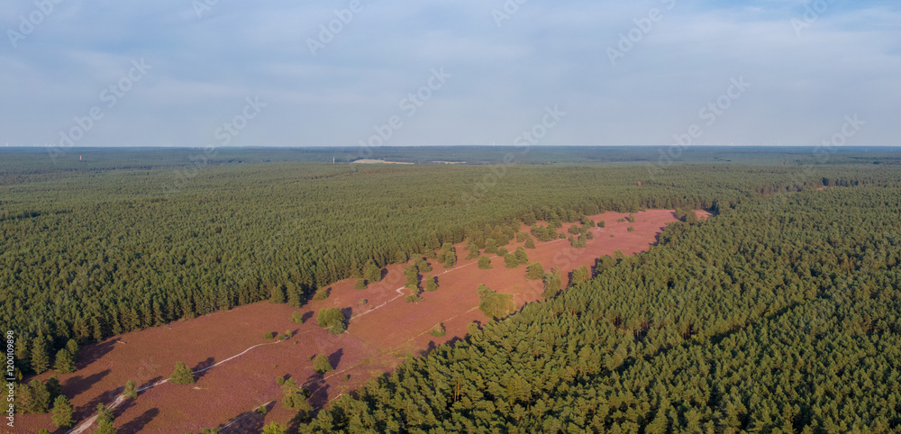 Aerial view of heather fields on the Misselhorn Heath, Sudheide Nature Park