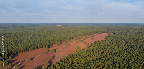 Obraz na płótnie Aerial view of heather fields on the Misselhorn Heath, Sudheide Nature Park w salonie