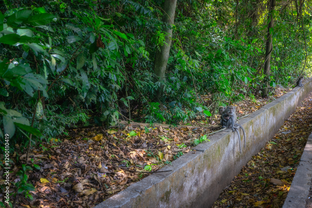 Macaque monkeys sit along the pathway, beautifully lined with vibrant greenery and a colorful array of fallen leaves, showcasing the stunning beauty of natures tranquil environment, Bali, Indonesia
