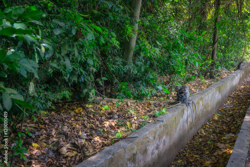 Obraz na płótnie Macaque monkeys sit along the pathway, beautifully lined with vibrant greenery and a colorful array of fallen leaves, showcasing the stunning beauty of natures tranquil environment, Bali, Indonesia w salonie