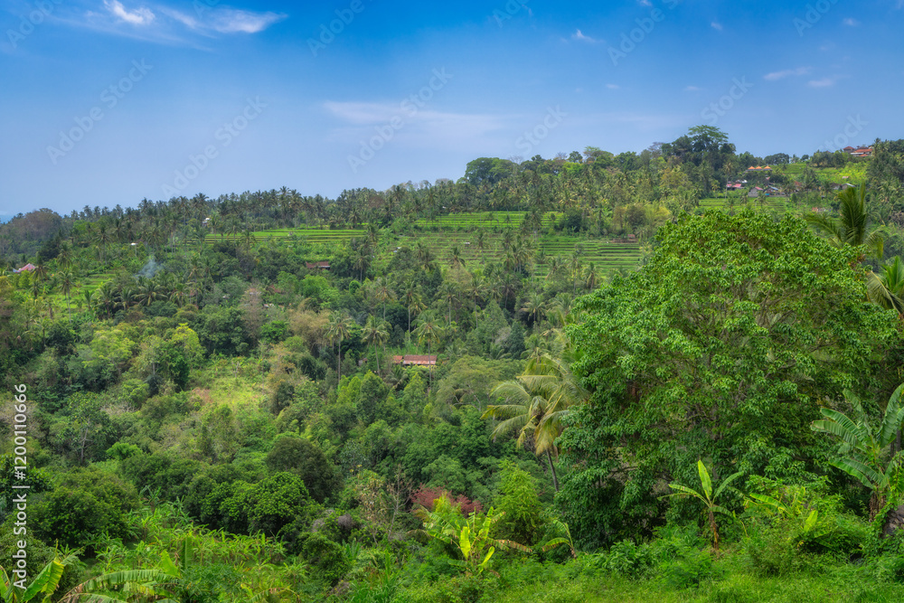 The breathtaking view features vibrant green hills, rice terraces and towering trees gracefully standing under a clear blue sky, beautifully showcasing the wonderful beauty of nature, Bali, Indonesia