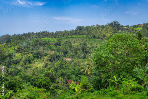 Obraz na płótnie The breathtaking view features vibrant green hills, rice terraces and towering trees gracefully standing under a clear blue sky, beautifully showcasing the wonderful beauty of nature, Bali, Indonesia w salonie