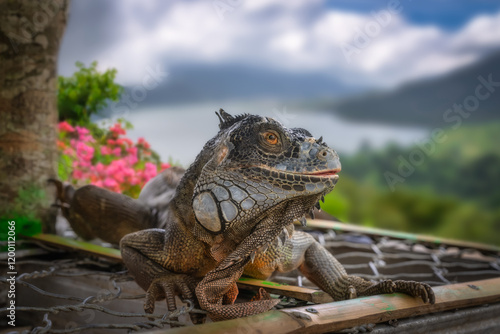 Obraz na płótnie A breathtaking closeup captures an iguana leisurely basking in the warm sunlight, framed by a picturesque backdrop of vibrant, lush greenery and colorful flowers, Bali, Indonesia w salonie