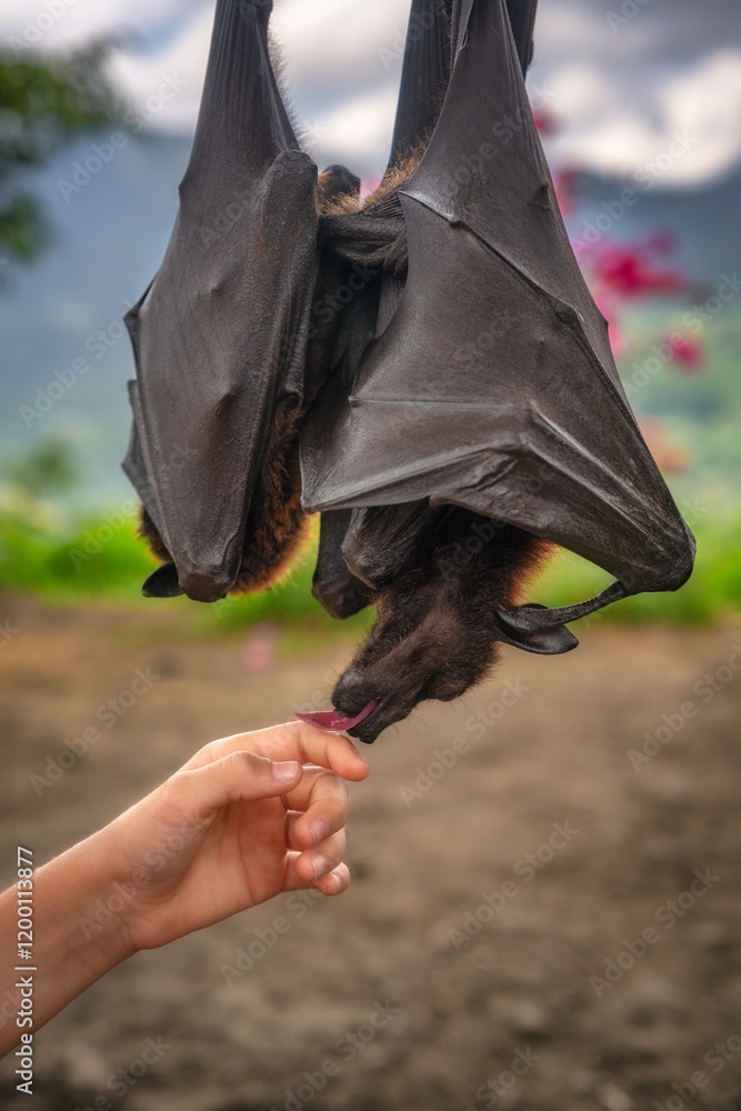 A caring individual is gently handfeeding a fruit bat, highlighting a captivating and unique interaction with wildlife set in a vibrant and lush natural environment, Bali, Indonesia