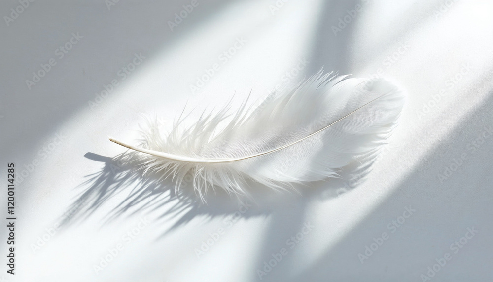 Soft white feather resting on a smooth surface with gentle daylight illuminating its delicate texture and shadows Soft white feather resting on a smooth surface with gentle daylight illuminating its delicate texture and shadows