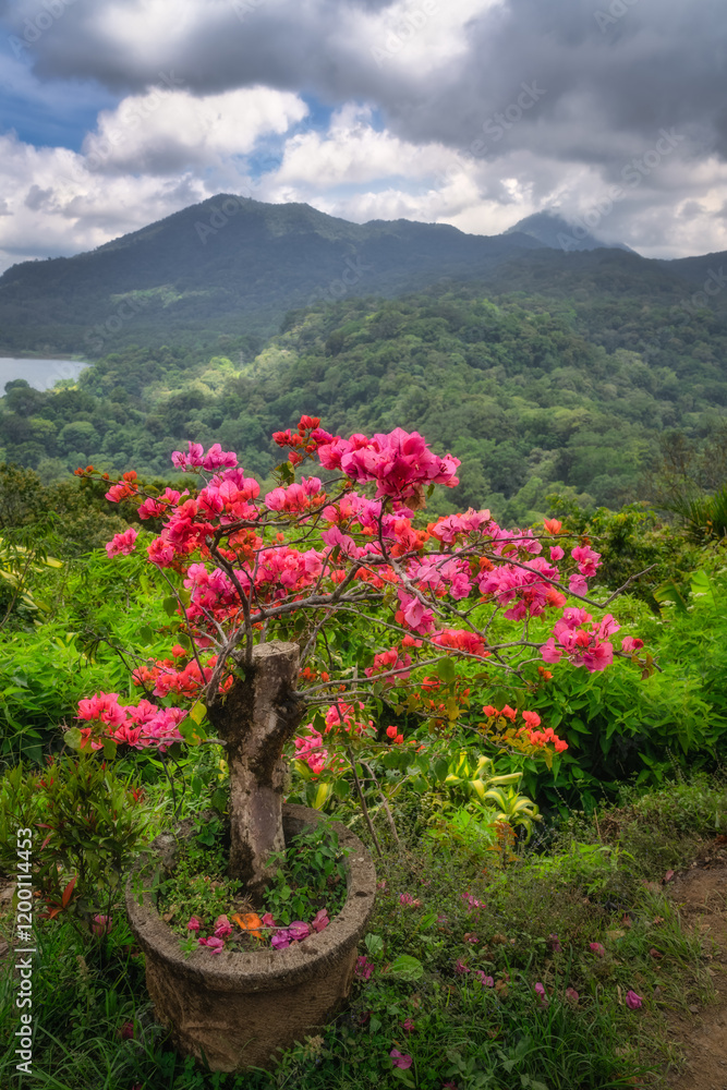 The scene presents a breathtaking view showcasing blooming bougainvillea flowers set against a stunning backdrop of lush green mountains and cloudy skies overhead, Bali, Indonesia