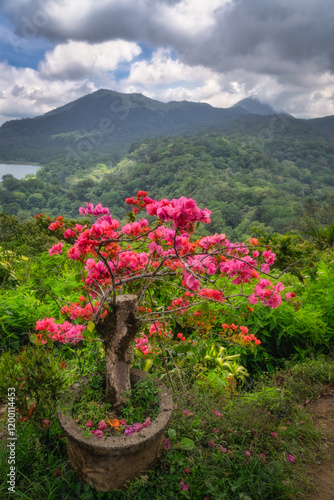 The scene presents a breathtaking view showcasing blooming bougainvillea flowers set against a stunning backdrop of lush green mountains and cloudy skies overhead, Bali, Indonesia photo