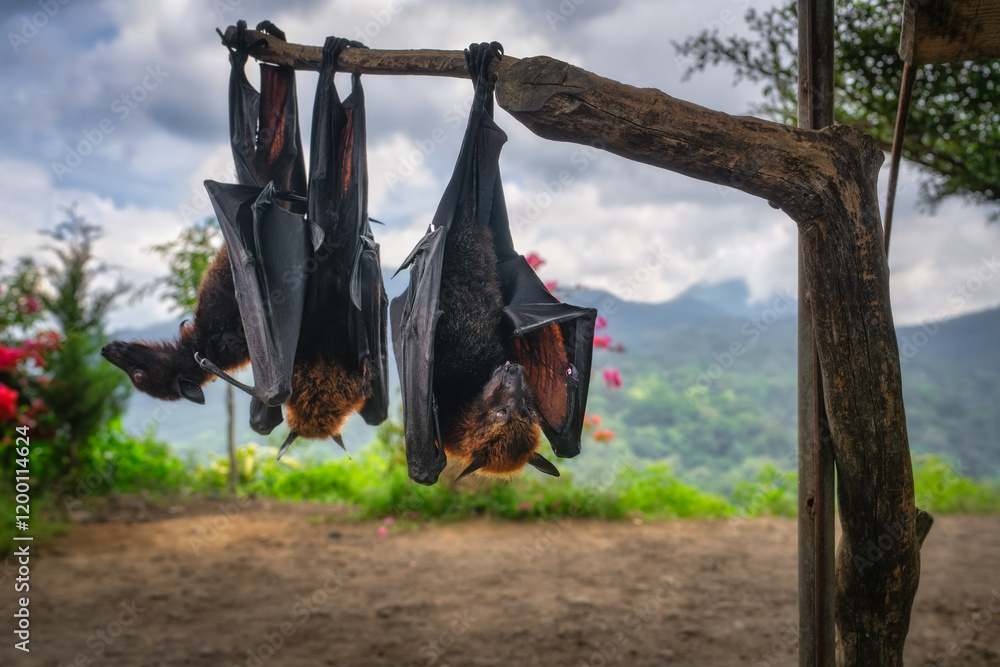 A group of giant bats is hanging upside down on a sturdy branch, set against a breathtaking scenic backdrop featuring distant mountains and lush greenery that thrives nearby, Bali, Indonesia