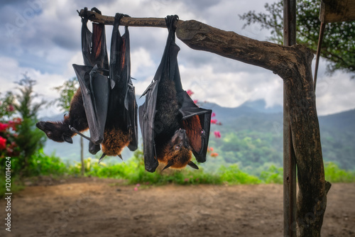 Obraz na płótnie A group of giant bats is hanging upside down on a sturdy branch, set against a breathtaking scenic backdrop featuring distant mountains and lush greenery that thrives nearby, Bali, Indonesia w salonie