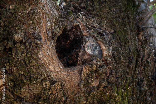 Schilderij op canvas Close-up detail of a dark hole in the bark of a large tree