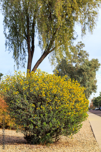 Australian native Senna Oligophylla or Outback Cassia shrub in desert style xeriscaping during warm winter in Phoenix, Arizona  photo